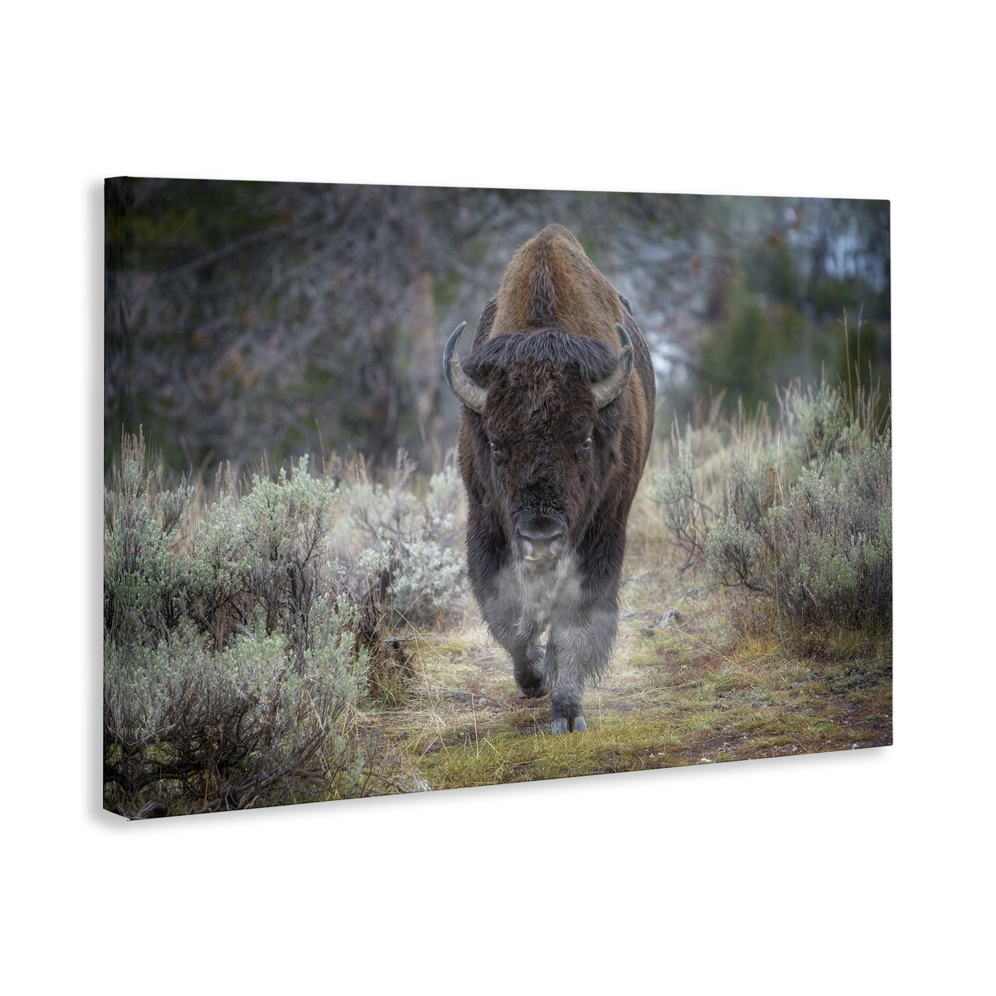 Stupell Industries Bison Stepping Photography Animals Photography Wrapped Canvas Art Print Wall Art, 24 x 16
