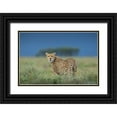 thumbnail image 1 of Souders, Paul 14x11 Black Ornate Wood Framed with Double Matting Museum Art Print Titled - Tanzania-Ngorongoro Conservation Area-Adult Cheetah, 1 of 4