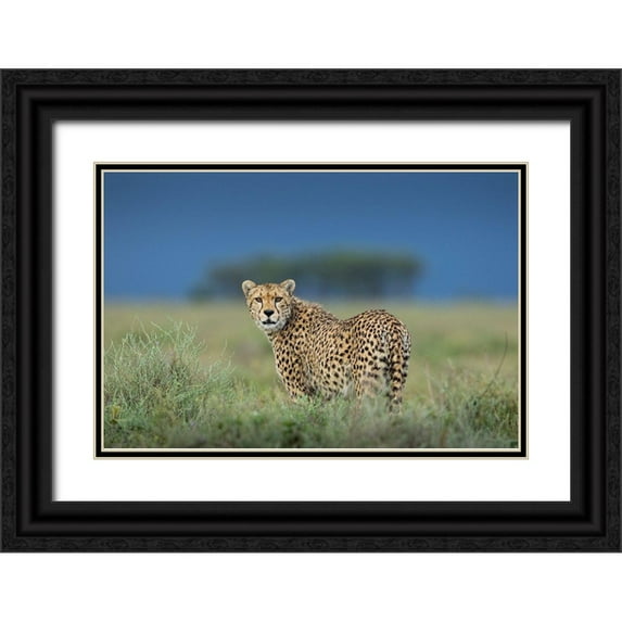 Souders, Paul 14x11 Black Ornate Wood Framed with Double Matting Museum Art Print Titled - Tanzania-Ngorongoro Conservation Area-Adult Cheetah