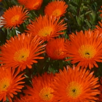 Outsidepride 10000 Ice Plant Dorotheanthus Bellidiformis Gelato Orange Plant Seeds