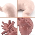 thumbnail image 5 of Learning Resources Anatomy Model - 8 Pieces, with Heart Brain Stomach Lung Kidney Liver Small/Large Intestine , STEM kits, Educational Science Toys, 5 of 7
