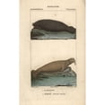 thumbnail image 2 of Walrus, Odobenus Rosmarus, And West Indiana Poster Print By ® Florilegius Mary Evans (24 X 36), 2 of 4