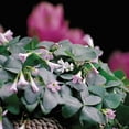 thumbnail image 2 of Silver Streak Fanny Shamrock - Large Pink/White Flowers - 10 Bulbs -Oxalis, 2 of 3