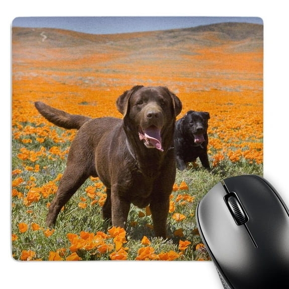 3dRose, Two Labrador Retriever dogs, California - US05 ZMU0332 - Zandria Muench Beraldo, MousePad