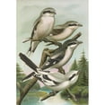 thumbnail image 3 of Johann Friedrich Naumann 11x14 Black Modern Framed Museum Art Print Titled - I.Anius Southern Borealis, I.Anius South, I.Anins Excubitor Homeyeri, 3 of 5