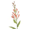 thumbnail image 1 of Distinctive Designs DW-924-SFPK Bricolage Fleur Gant de Renard Rose Doux x 13 - Lot de 12, 1 of 1