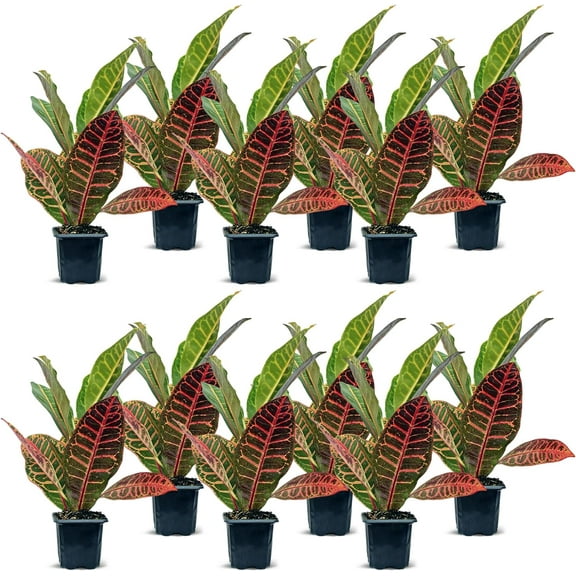 12 Pack Live Croton Petra, Indoor Potted Houseplant, Office Gift for Co-worker, Housewarming Gift, Birthday Gift for Plant Lover, Variegated Plant, Plant Mom Gift in 3" Pot