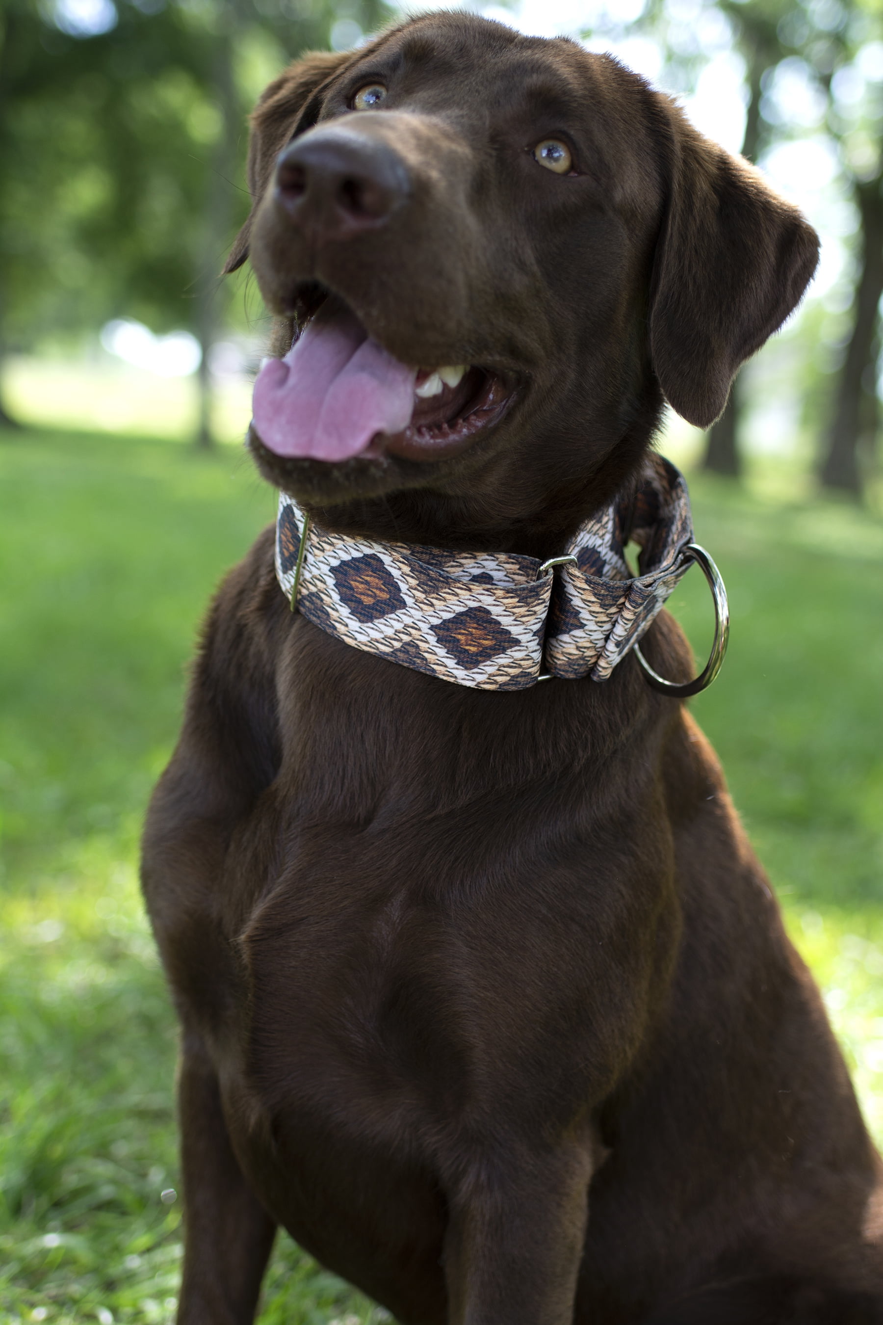 Country Brook Petz® Rattlesnake Martingale Dog Collar and Leash, Medium