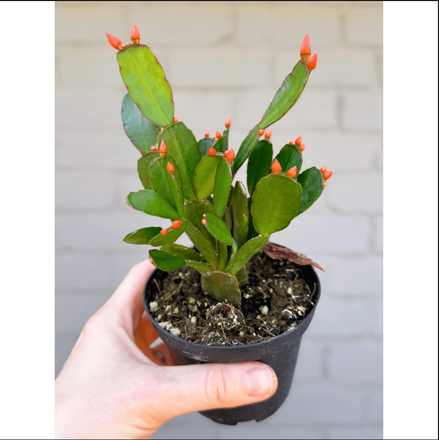 Orange Easter Cactus Plant Live for Planting, Easter Cactus Plant, Orange Spring Cactus Plant Perennial Flower Easter Cactus for Indoor Garden, 4 to 6 Inch Tall, No Pot