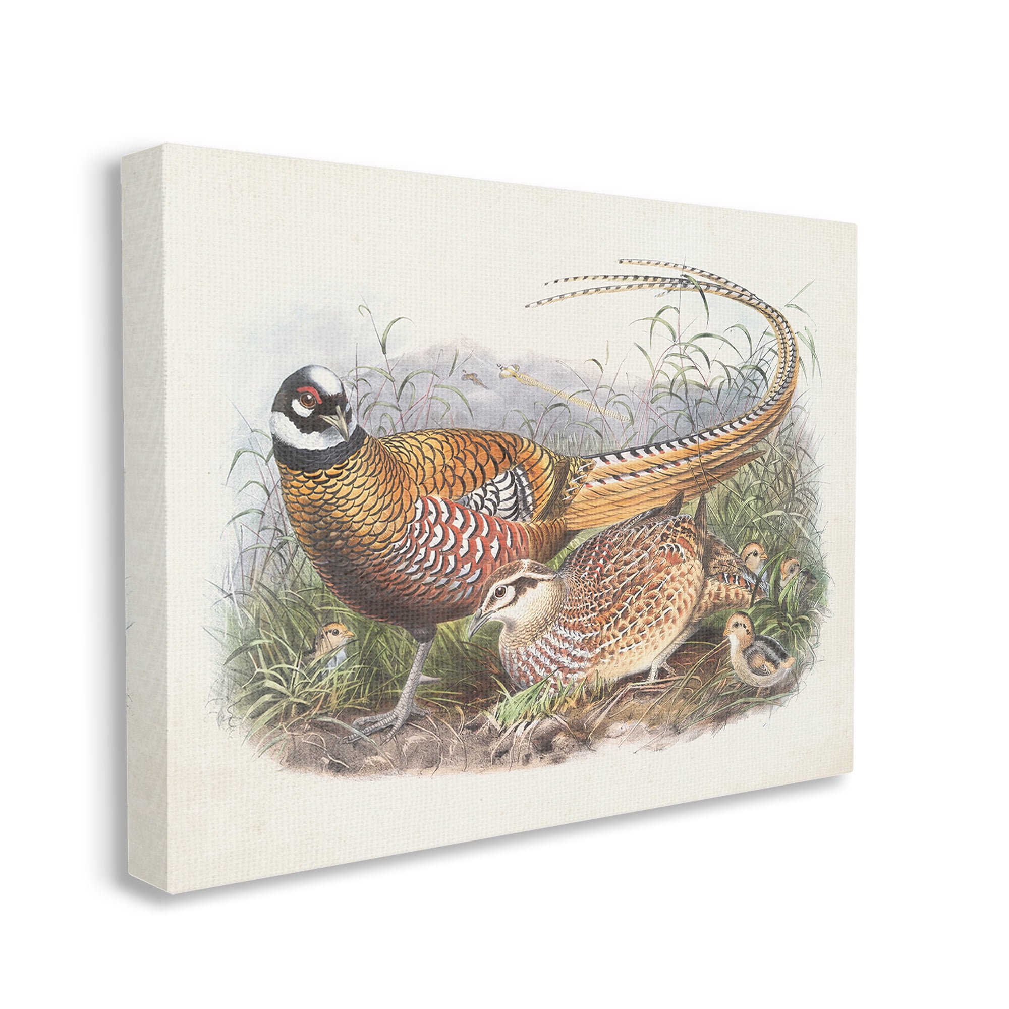 Stupell Industries Pheasant Family in Nature Animals & Insects Painting Gallery Wrapped Canvas Art Print Wall Art, 20 x 16