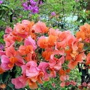 Bougainvillea  Afterglow Orange in 4 inch pots