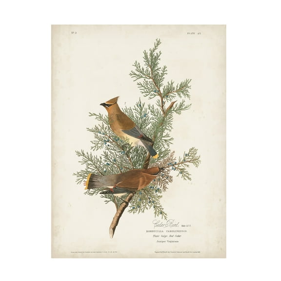 John James Audubon 'Cedar Bird' Canvas Art