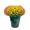 thumbnail image 2 of Better Homes & Gardens 2.5G Tricolor Mum Perennial Outdoor Live Plant Full Sun in Grower Pot, 2 of 5
