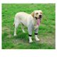thumbnail image 3 of Protector de coderas, suave, transpirable, para aliviar el dolor, para el hombro, coderas y almohadillas para caninos (L), 3 of 4