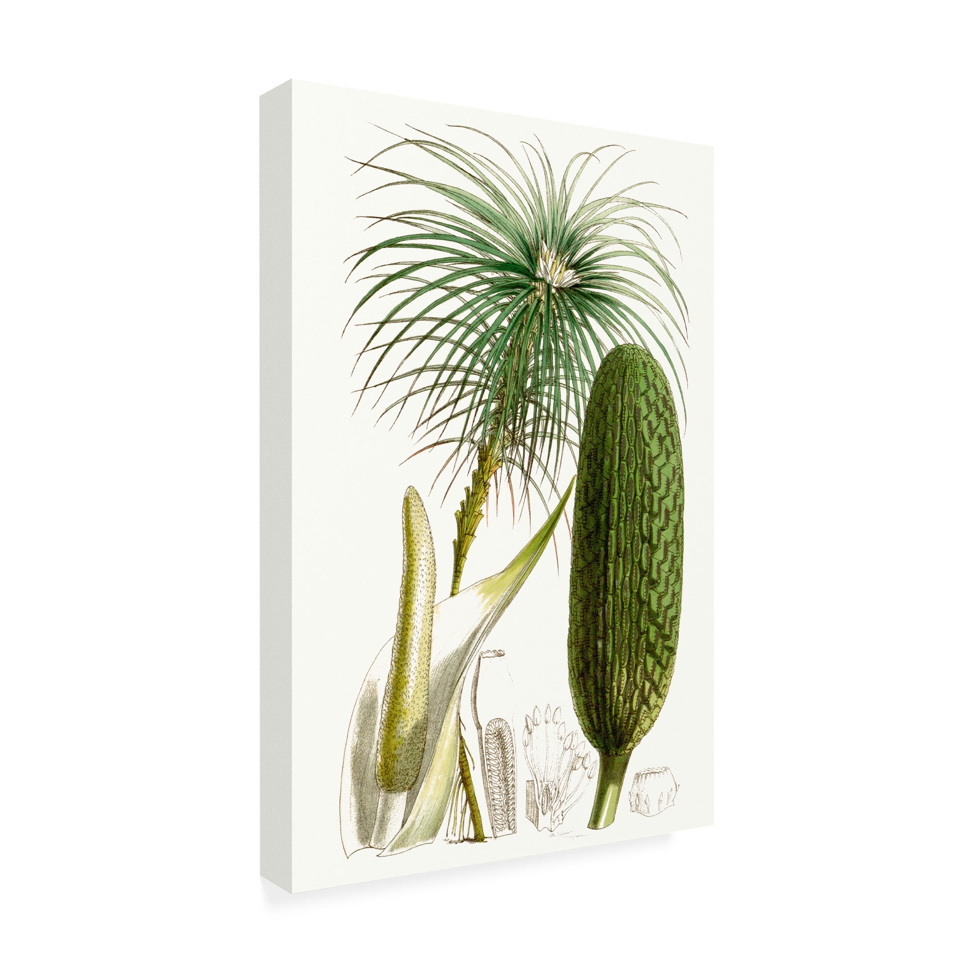Trademark Fine Art 'Curtis Palms IV' Canvas Art by Curtis