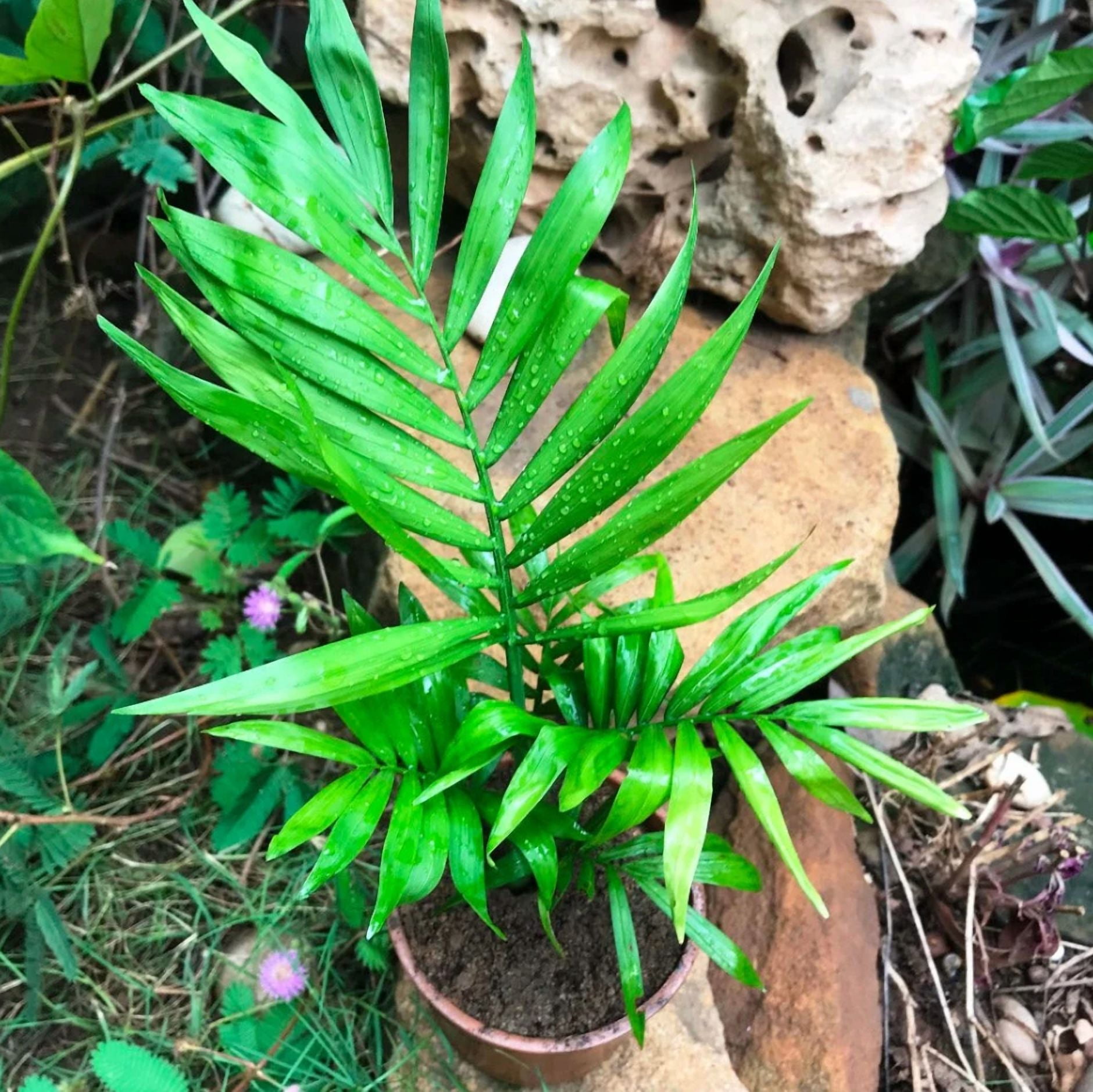 Parlor Palm Live Plant for Indoor, Neanthe Bella Palm in 2 Inch Pot | Real House Plant for Living Room, Office, Desk & Bathroom, Chamaedorea Elegans