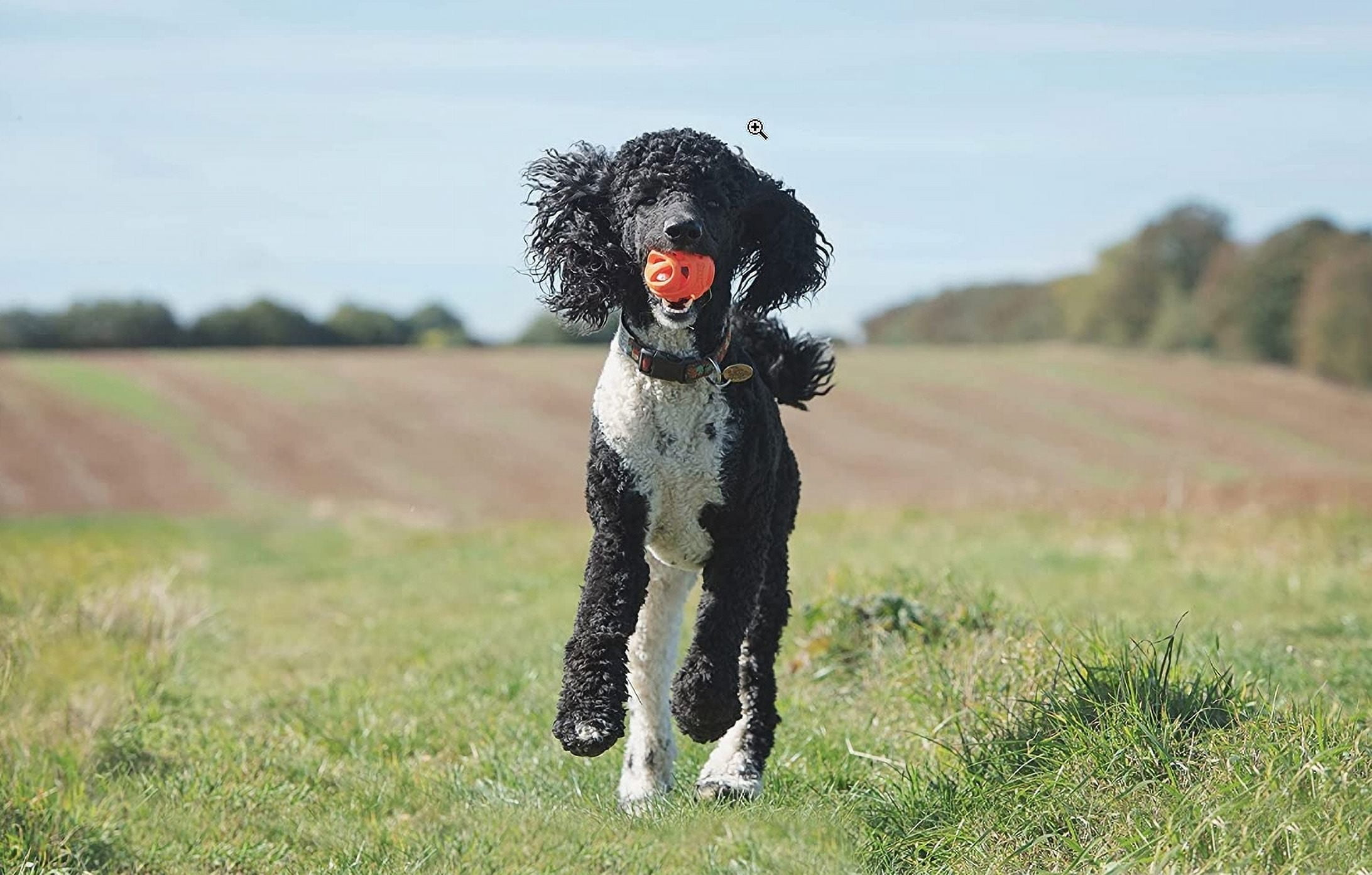 4 Pack Chuckit Breathe Right Fetch Ball Dog Toy [Dog Fetch Toys] X-Large - 4 count