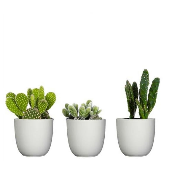Plantsome Easy Care Cactus Trio in 4 inch White Ceramic Pots | Real Live Plants Succulents