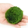 thumbnail image 3 of CCOCC Aquarium Plants,Unique Green Ball Shape Live Aquarium Plants,Simple to Care for Improves Water Quality Live Moss,Green,1.18In, 3 of 4