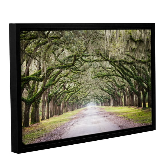 Oak Trees With Spanish Moss In Savanna Georgia