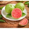60+ Guava Fruit Tree OIF8 Seeds for Planting OutdoorsExotic and