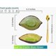 thumbnail image 4 of Coffee Spoon and Rest for Coffee Bar Accessories, Ice Cracks Leaf Small Spoon Rest for Coffee Station, Tea Spoon Rest Tea Spoon Holder Teaspoon R, 4 of 5