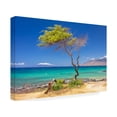 thumbnail image 2 of Pierre Leclerc Photography 'Maui Tree' Canvas Art, 2 of 4