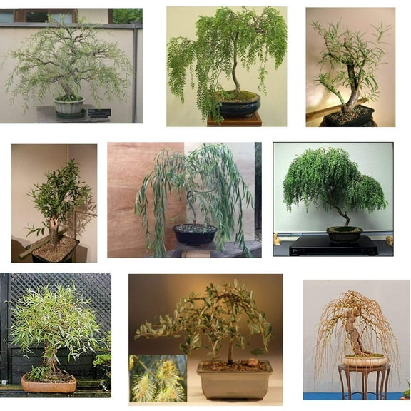 Ultimate Willow Bonsai Bundle - 9 Types of Exotic Willow to Grow as Bonsai