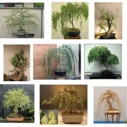 Ultimate Willow Bonsai Bundle - 9 Types of Exotic Willow to Grow as Bonsai
