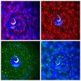 thumbnail image 4 of LED Star Projection Lamp Music Starry Projector Light Sound Activated, 4 of 8