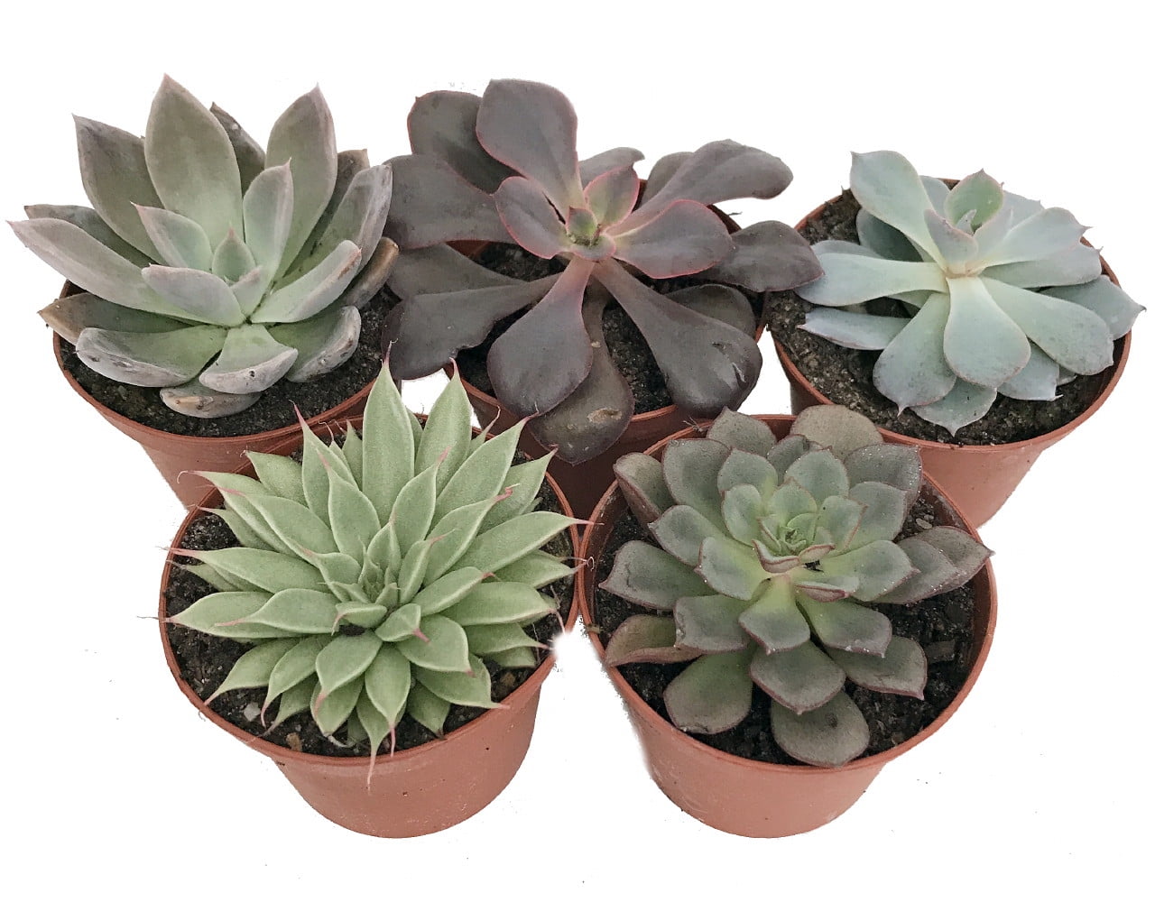 5 Different Desert Rose Succulent Plants Echeveria