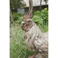 thumbnail image 2 of Hi-Line Gifts 15.75" Standing Rooster Outdoor Garden Statue, 2 of 5