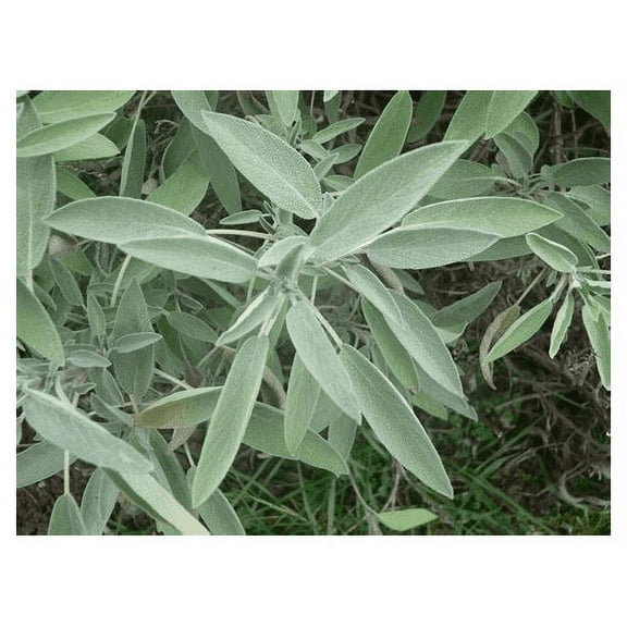 seed kingdom Sage (Salvia Officinalis) Great Garden Heirloom Herb Bulk 1 Lb Seeds