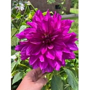 Blue Buddha Farm: Purple Taihejo Dinnerplate Dahlia Bulb - Easy to Grow Indoor or Outdoor Perennial Plant