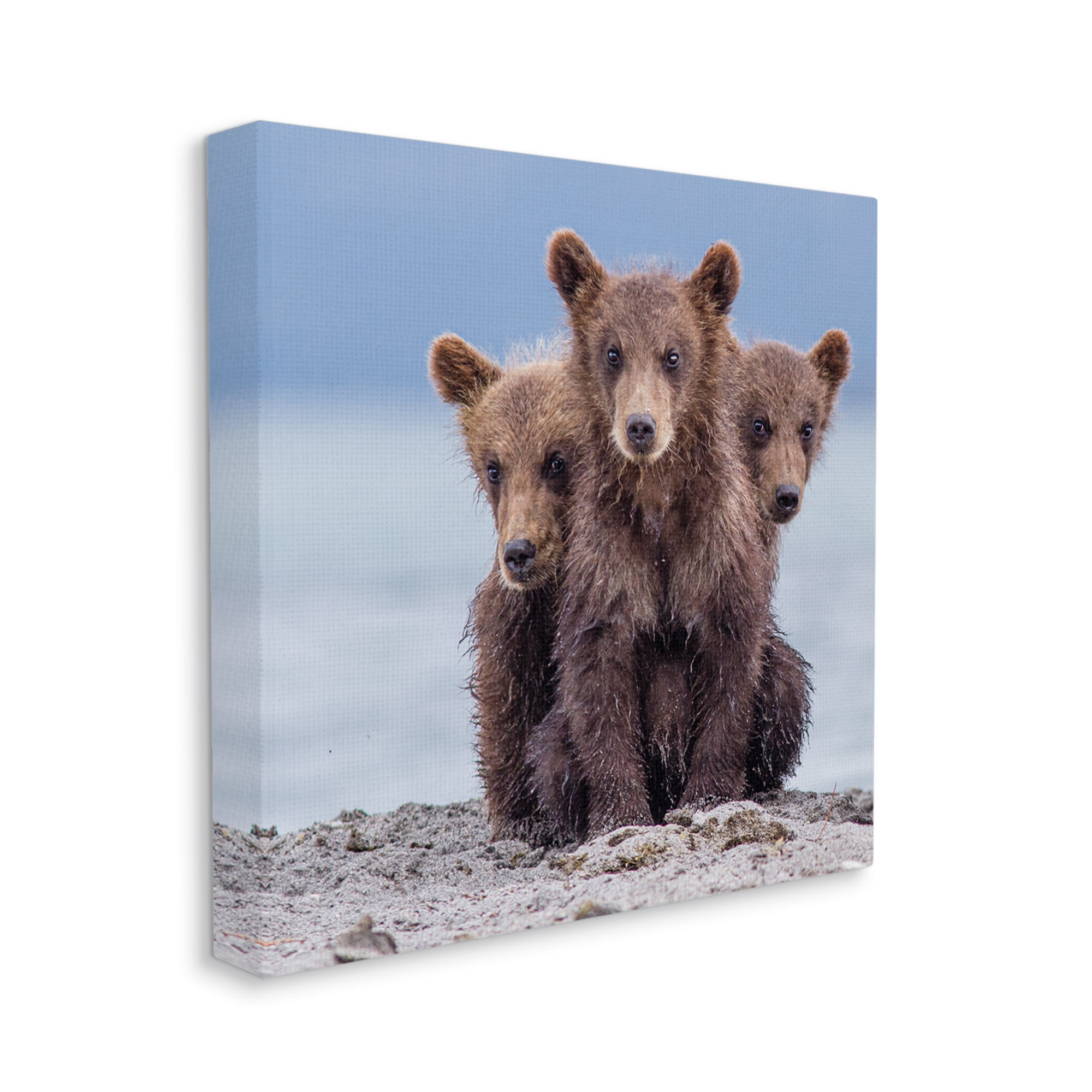Stupell Industries Baby Bear Cubs Photography Animals & Insects Photography Gallery Wrapped Canvas Art Print Wall Art, 30 x 30