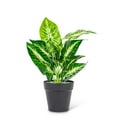 thumbnail image 1 of Grande Plante à Feuilles Varigées, 1 of 1