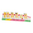 thumbnail image 1 of lionlar Demonstration Tooth Model Education Standard Tooth for School Classroom Kids A, 1 of 9