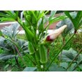 thumbnail image 4 of HJADGG 30 Lady Finger, Okra Seeds for Planting-Non-GMO, Heirloom, High-Yield Vegetable Seeds for Gardens & Climate, 4 of 5