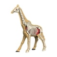 thumbnail image 4 of Bunblic Learning Prop Animal Body Model Animal Biology Learning Toy,Science Kits Teaching Toy Teaching Demonstration for Ages 8+ Kids 31010, 4 of 8