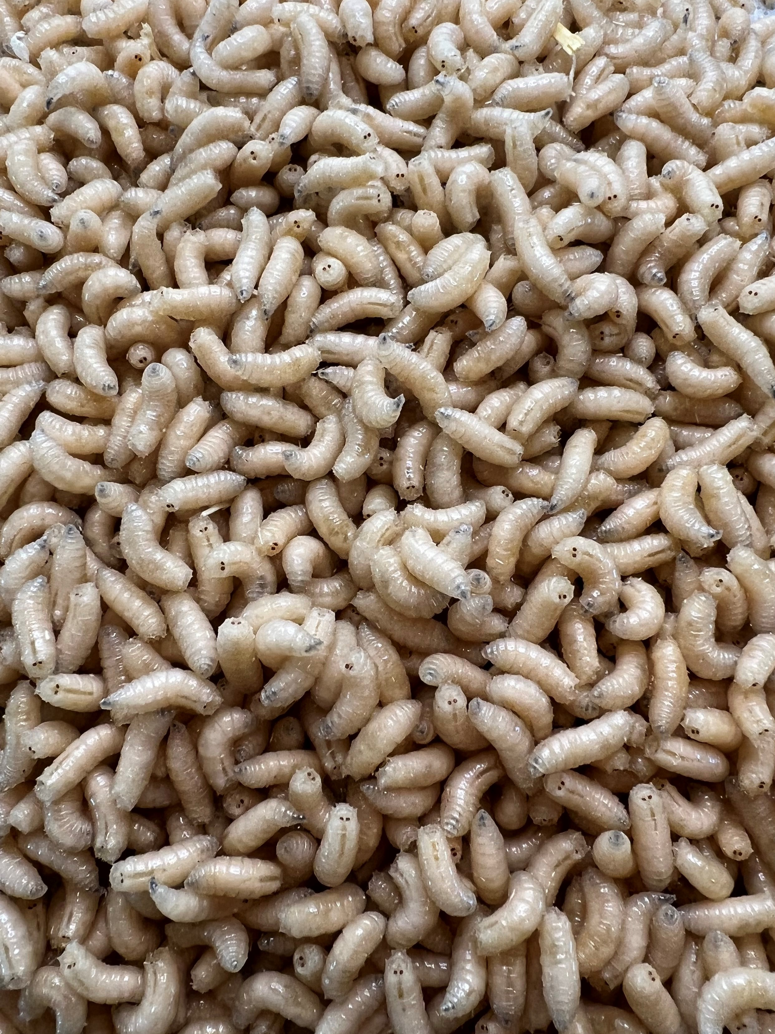 Speedy Worm Live White Spikes 500 Count / Fishing Bait, Reptile