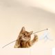 thumbnail image 4 of Varita para Gatos ANGGREK Juguete Interactivo Con Ventosa, 4 of 7