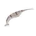 thumbnail image 1 of JJKBVCLO Plastic Super Convenient Crayfish Removal Tool For Household Quick Peeling Tools, 1 of 1