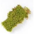 thumbnail image 3 of Mosser Lee ML0460 Natural Green Sheet Moss, 325 sq. in., 3 of 5