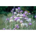thumbnail image 3 of 500 MIXED SWEET SULTAN Imperialis Mix Amberboa Moschata Centaurea Flower Seeds - Pink, Rose, Lilac, Purple, Mauve, White, & Yellow, 3 of 11