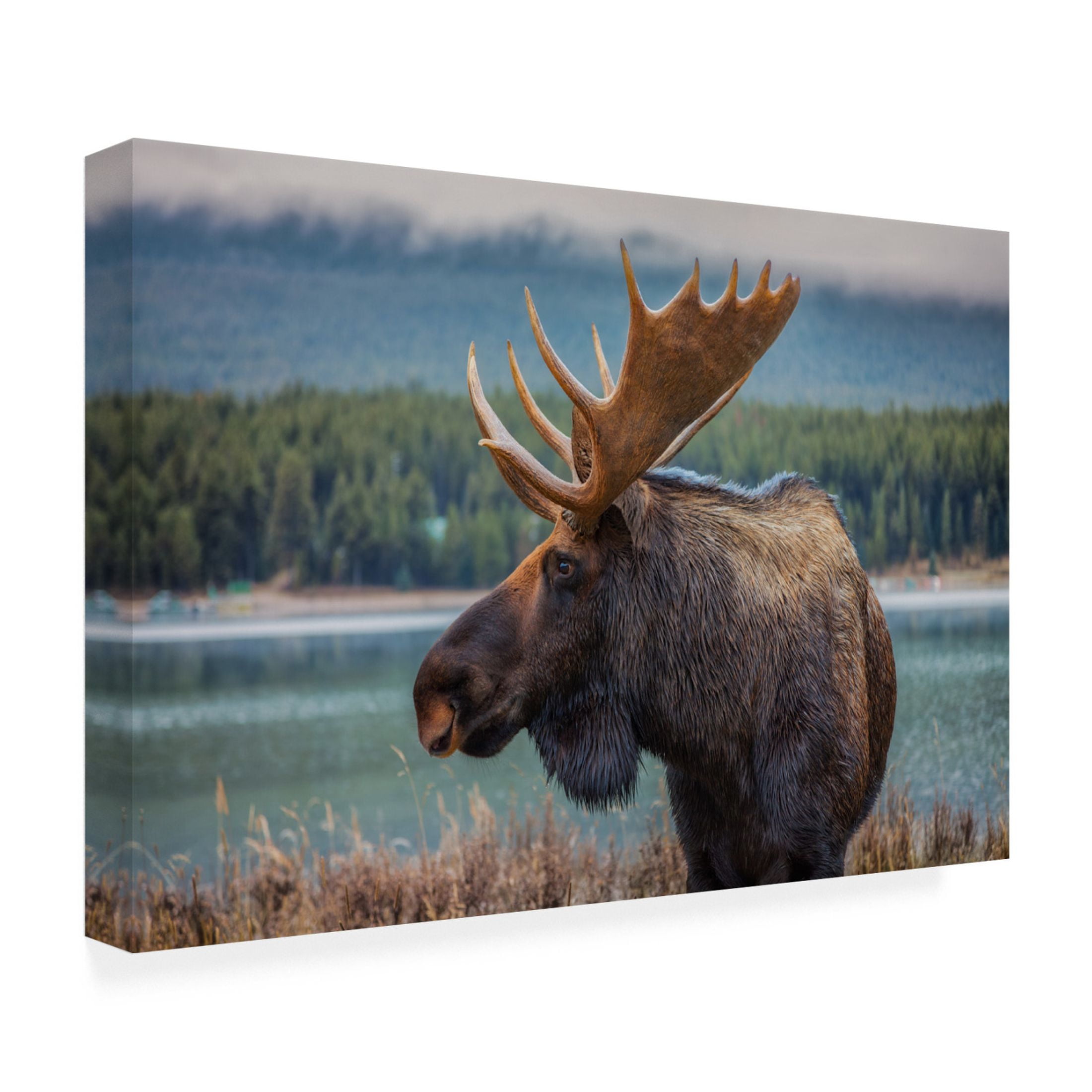 Canvas Wall Art - Juan Romero Salamanca 'Moose' Wall Art for Living Room, Bedroom, or Office Décor by Trademark Fine Art - 19 x 12 Inches