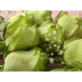 thumbnail image 4 of 30 Rare Seed-Bright Green Rose Seeds #1076-Authentic Seeds-Flowers-Seeds-Rose seeds-Herb seeds-Vegetable Seeds-Mix Seeds for Plant- B3G1, 4 of 5