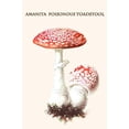 thumbnail image 1 of amanita poisonous toadstool-Fine Art Canvas Print (20" x 30"), 1 of 1
