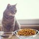 thumbnail image 5 of 3 piezas de acero inoxidable gato tazón para perros alimentos de metal y plato de agua recipiente de alimentos para perro tazón, 5 of 6