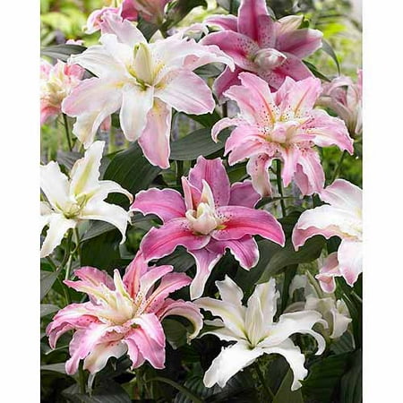 Bloomsz Rose-Lily Double Flowering Fragrant Cut Flower, Flower Bulb Blend, 6 pk