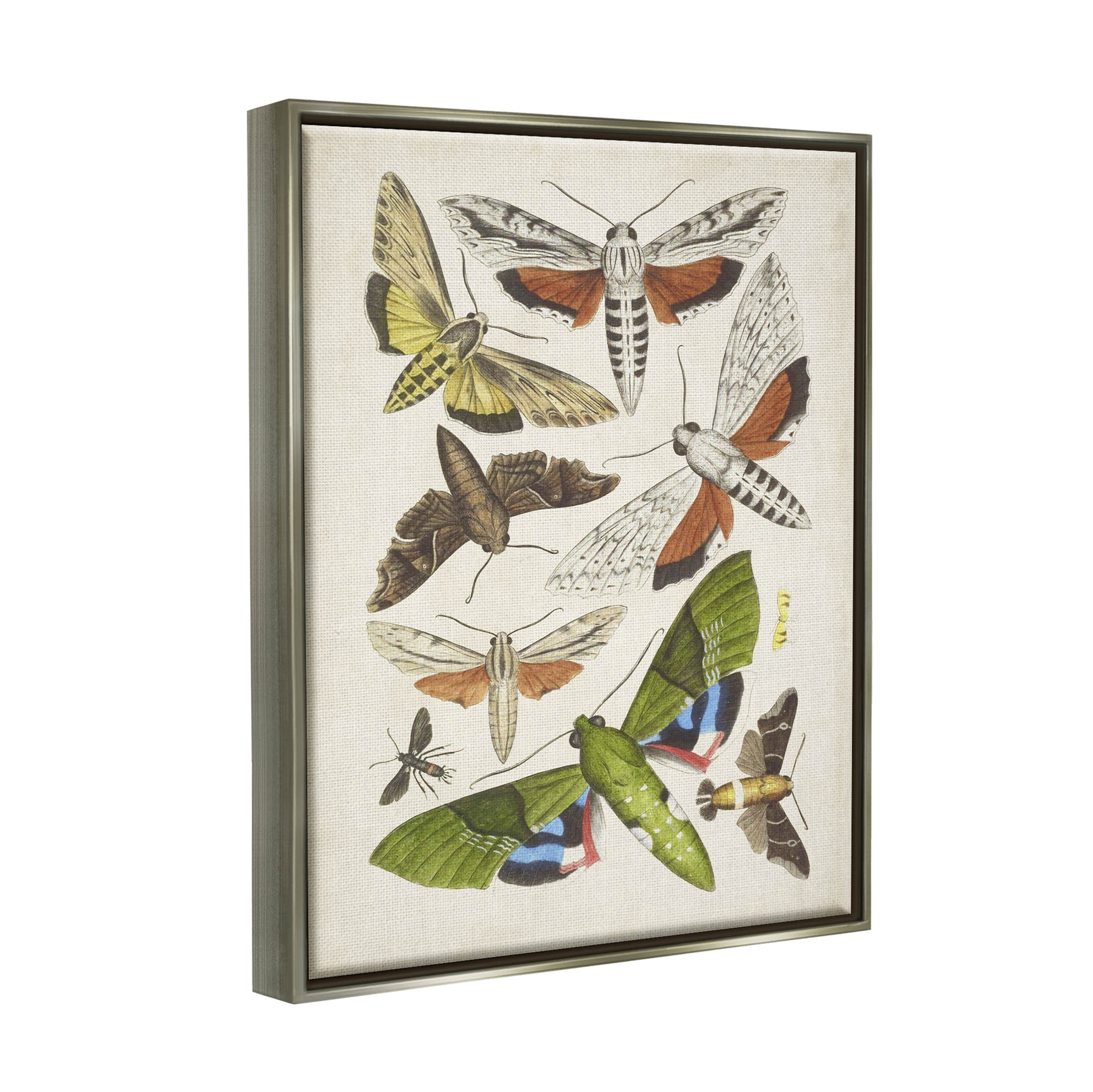 Stupell Industries Mixed Insects Moth Latin Studies Graphic Art Luster Gray Floating Framed Canvas Print Wall Art, Design by World Art Group